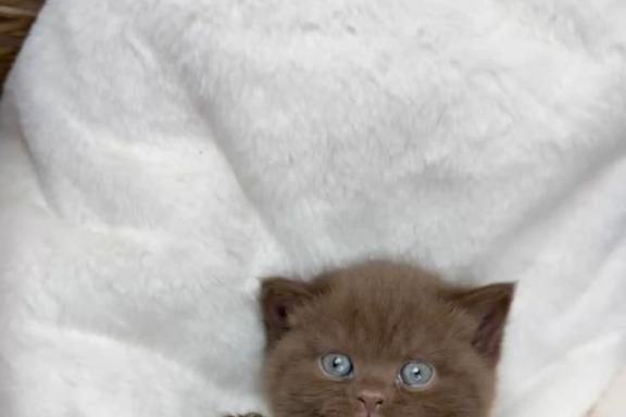 Wet Food vs Dry Food untuk Kucing: Mana Lebih Baik?